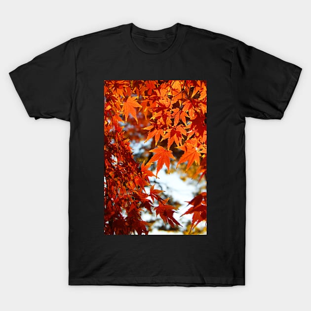 Autumn Colours 6 T-Shirt by WaterGardens